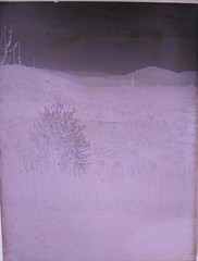 Freiburg Vineyard Vines Beautiful Rare View Circa 1900 Large Glass Negative