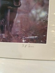 ROGER IRWIN OUTDOOR PHOTOGRAPHY PHOTOGRAPHER Moose Photo Photograph VERMONT