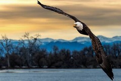 Bald Eagle Sunset