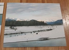 American Bald Eagle Print Pictures Lot of 4 Birds Water Preserve Scenery 8×10