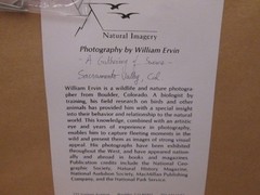 Natural Imagery Signed Photograh by William Ervin «A Gathering of Swans» Framed