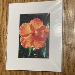 Matted Color Orange Hibiscus Flower Photograph Print – Portrait Floral Nature