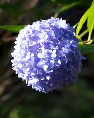 Blue Hydrangea – Hydrangea Macrophylla – Nature Photography
