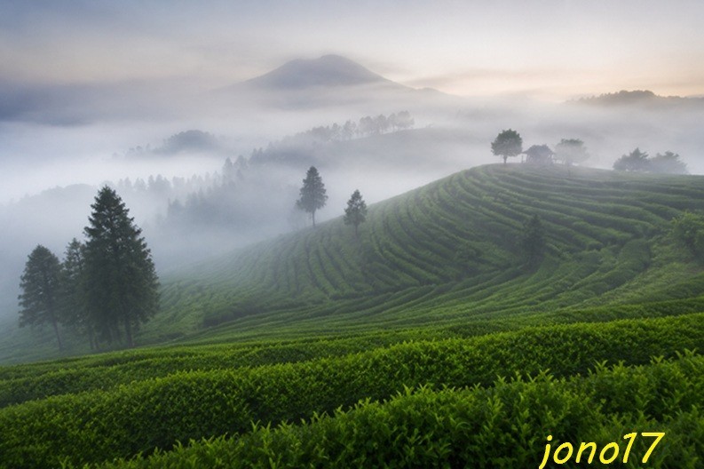 Digital Image Picture Photo Wallpaper Background Desktop AI Art-Green Tea field