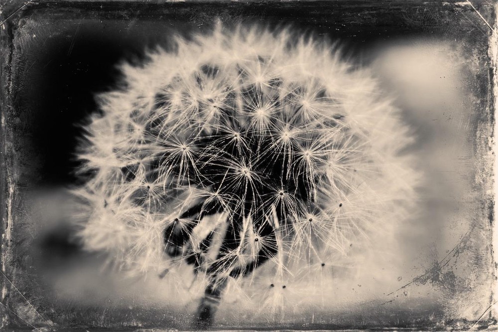Dandelion J Edwards Original Art Tintype Limited Series From Artist C004