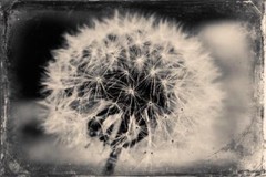 Dandelion J Edwards Original Art Tintype Limited Series From Artist C004