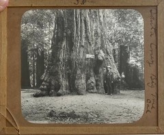 Gilbert? Hassell / Northern California Magic Lanterns Agricultural Big Trees