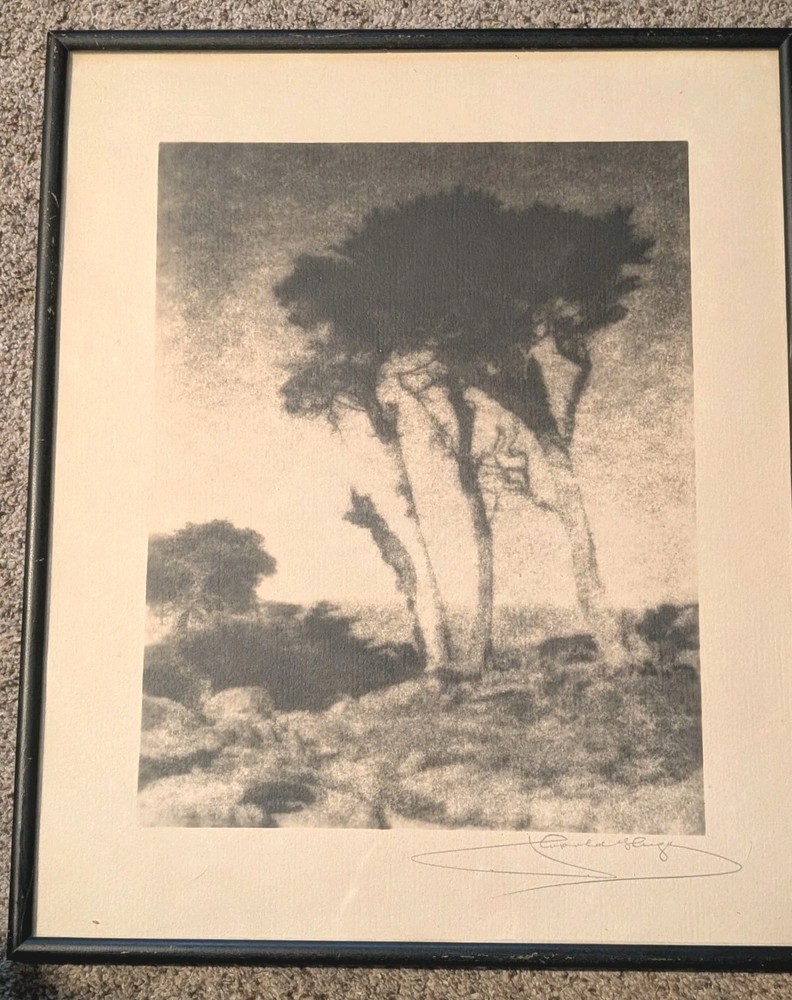 Original 1920 Hand Signed Leopold Hugo ‘Monterey Cypresses» Silver Photo Framed