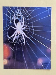Insect wall Art photograph- Crab Spider 8.5×11