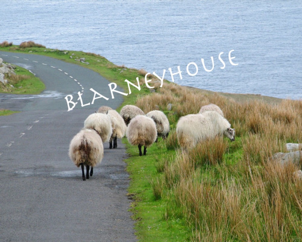 IRISH SHEEP ACHILL ISLAND 11 x 14 Photo IRELAND!! LOOK