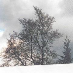 Storm Cloud Tree Foam Core Mounted Signed D Carlton Photograph Pacific NW Artist