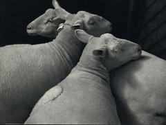 1931 1972 Andre Kertesz Sheared Sheep Paris Art Photo Photogravure