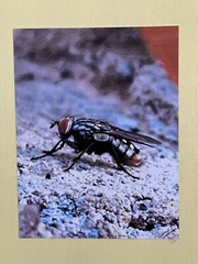 Insect wall Art photograph- Sarcophagidae; The Side Glance 8.5×11