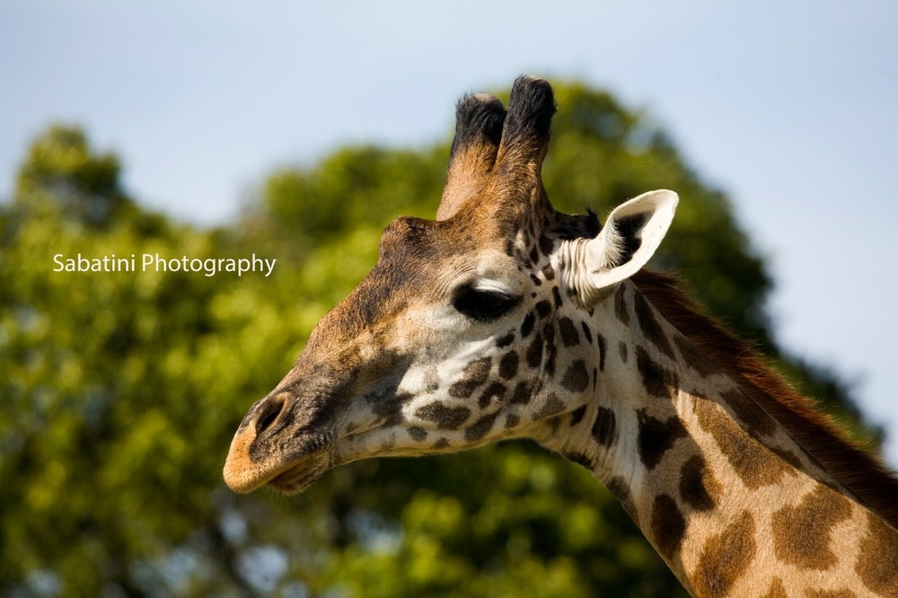Giraffe in Masai Mara National Park, Kenya Metallic Print 11 x 14