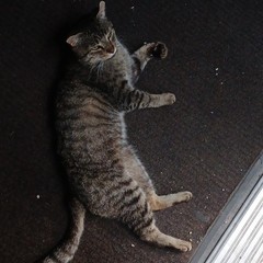 Color Cat Photograph – Tabby Cat Lying on Floor Mat, Animals Theme
