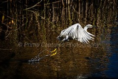 Graceful Departure Snowy Egret Wildlife Photography Print Bird Flight Wetland