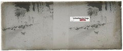 Campaign, Hens, Stereoscopic Glass Plate, Black & White Negative 4.5×10.7 Cm