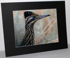 Roadrunner Wildlife Photo 8″ x 10″ in 11″ x 14″ Black Matte Signed by Kim Barry