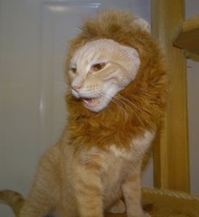 Scoot & Newts Presents Cheeto the Lion Hearted 8 x 10″ Unframed Photo