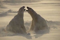 Thomas D. Mangelsen WIND SONG Polar Bears Hudson Bay Photograph 20″x30″ 104/1200
