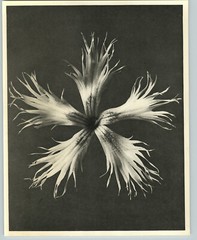 1942 Original BOTANICAL PLANT Garden pink I Flower Photo Art KARL BLOSSFELDT