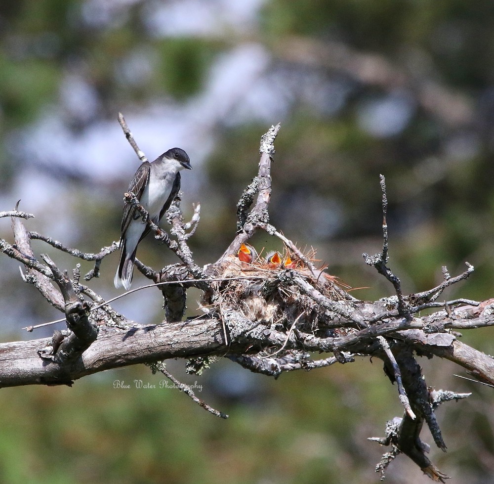 Digital Image Picture Pic Wallpaper Background /Kingbird Nest /Real JPEG Photo