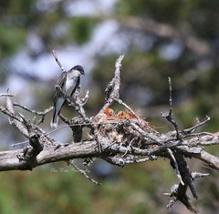 Digital Image Picture Pic Wallpaper Background /Kingbird Nest /Real JPEG Photo