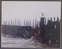Small Black & White Photo Signed, Pelicans, Egret, Birds on Pier Landscape NOS