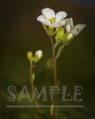 Small white wild flower on a graceful brown stem nature Painting Photo printing