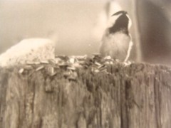 2 Antique Signed Halley Erskine Bird Photographs 4 1/2″ by 6 3/8″
