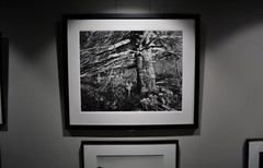 Ancient Pine and stone wall at sunset, autumn, Catskill Mountains – Thomas Teich