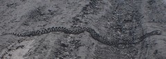 » Snake! » 1982 RAY BELCHER, Silver Gelatin Print , Santa Fe New Mexico