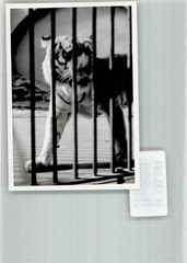 38133054 – 6000 Frankfurt a tiger in his enclosure place according to photographer Koch