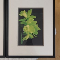 Jack Lima Signed Botanical Flower Photo Triptych Set of 3 Matted & Framed