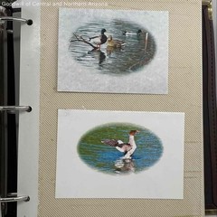 Wildlife Birds and their Natural Habitat in Collector’s Photo Album-Purple Finch