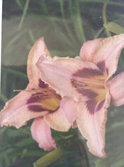 Flowers Photography by: “Muggs” Margolis Framable Art 5 X 7 New