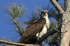 Osprey Photo, Pick One Image – Various Sizes