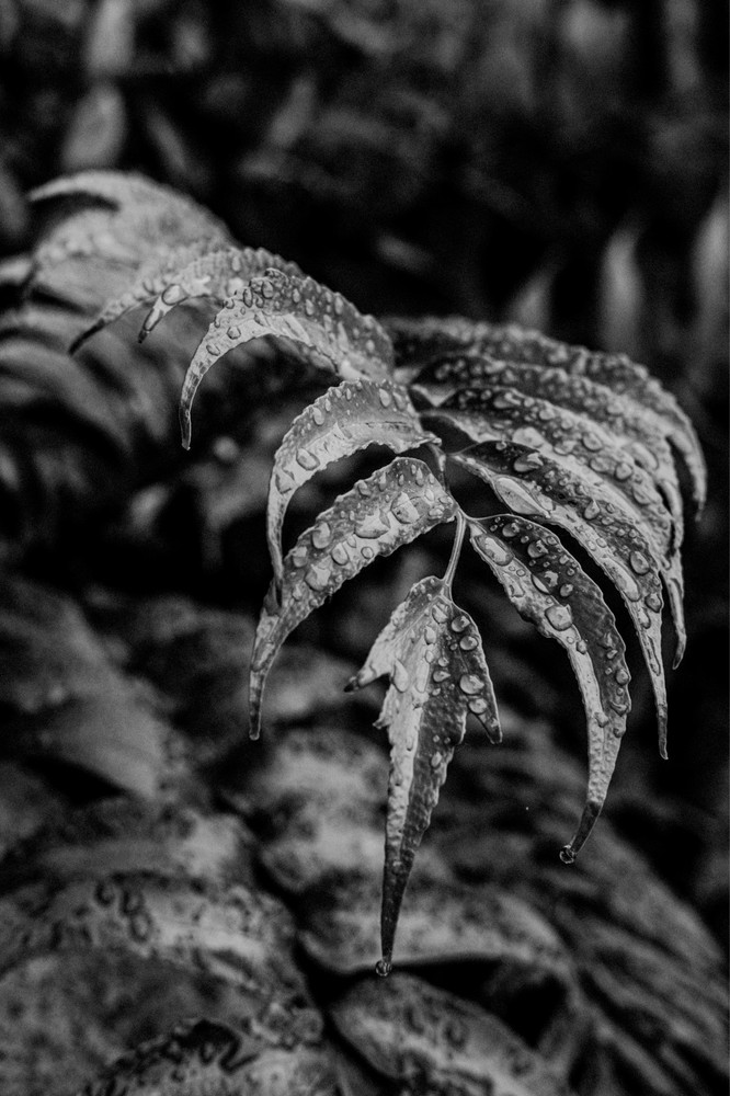 Zen Garden botanicals art Photography B+W 8×12″ Archival Lustre Print