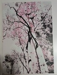 ART PHOTOGRAPHY ORIGINAL PRINT EDITED WITH PINK HUES IN BLACK AND WHITE 5×7 Lala