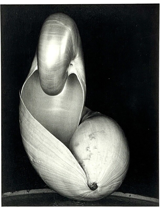Edward Weston (1886-1953) Art Announcement Card 1995 PORTFOLIOS OF WITKIN-BERLEY