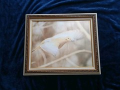 Magnificent Flying Bird Portraits. One Of A Kind Anywhere In The World.