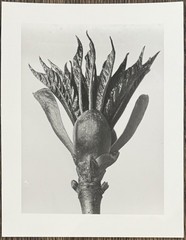 Karl Blossfeldt, horse chestnut, photograph from estate, stylus art 2010