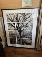 James Iska Black and White Photograph – Chicago Garden Tree – originally $5000