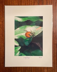 Original photographic print «Ladybuggy» by Michael Blumenstock