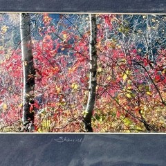 Signed Sherrill Photo Fall Color Rooster Rock Park Oregon Autumn Foliage PNW Art