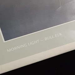 Thomas Mangelsen Images of Nature Photo Card Morning Light Bull Elk – 1986
