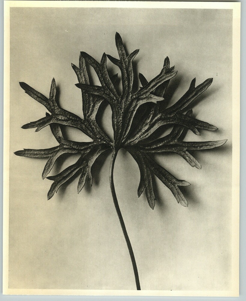 1942 Original BOTANICAL PLANT Yellow Monkshood Flower Photo Art KARL BLOSSFELDT