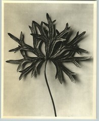 1942 Original BOTANICAL PLANT Yellow Monkshood Flower Photo Art KARL BLOSSFELDT