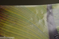 BEAUTIFUL 18″ x 12″ Photo Photograph Print BO BIXLER San Francisco Nature Plant