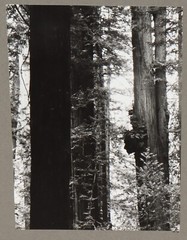 WERNHER KRUTEIN Original Photograph Redwood Trees 1973